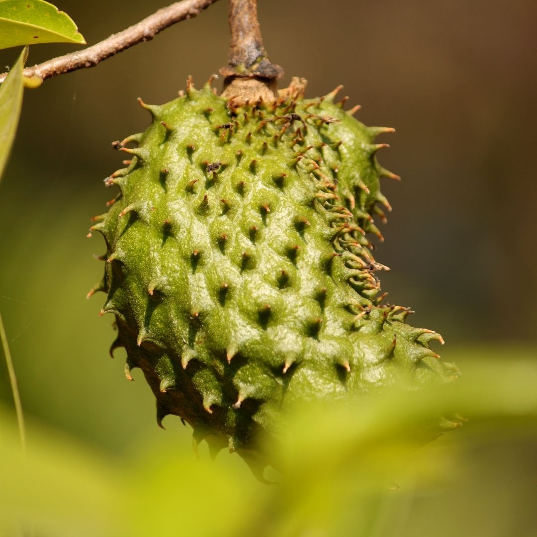Soursop – Naturens mystiska kraftpaket från tropikerna